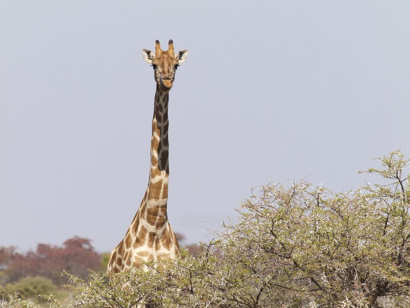Etosha National Park, Giraffe